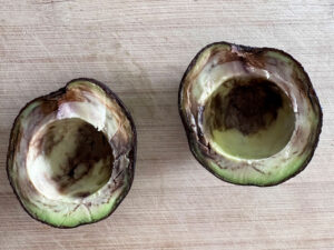 brown avocado split open