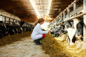 caring for cows