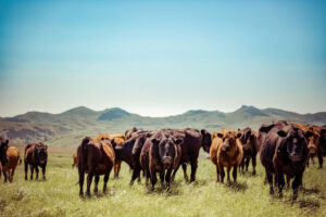 cows on montana ranch