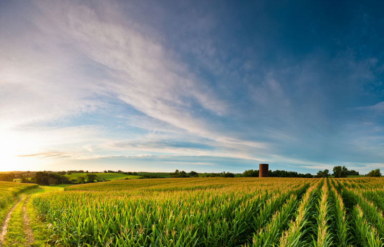 iowa cornfield