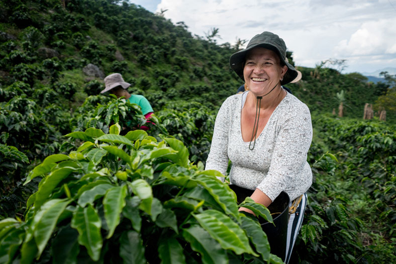 columbian women in coffee fields